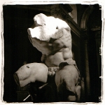 belvedere-torso