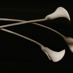 kenro-lillies
