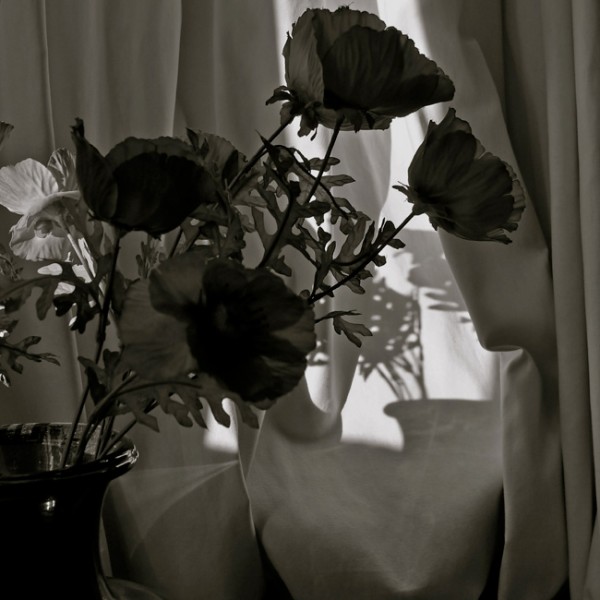 Black-Flowers-White-Light