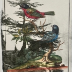 exotic-birds-no-2