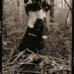 big-tree