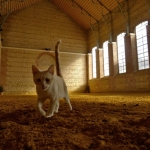 cat-in-the-sand