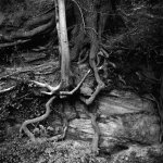 mighty-oak