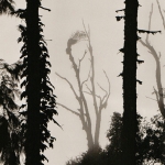 shape-of-trees-1