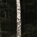 shape-of-trees-2