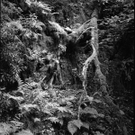 the-abundance-of-nature