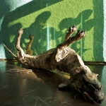 basking-dog