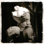 belvedere-torso