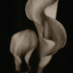 calla-lillies